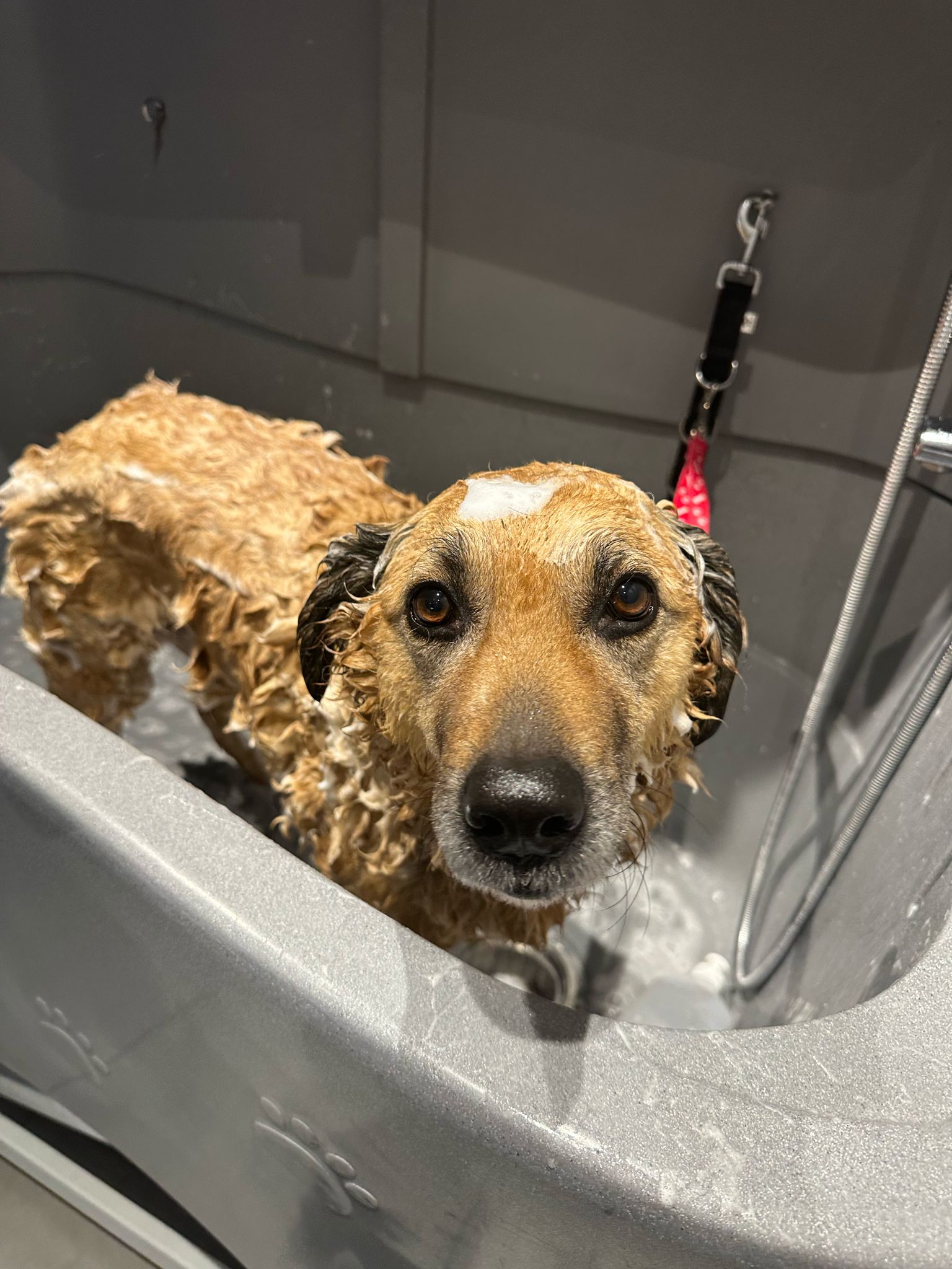 Een natte hond staat in het trimbad en kijkt in de camera