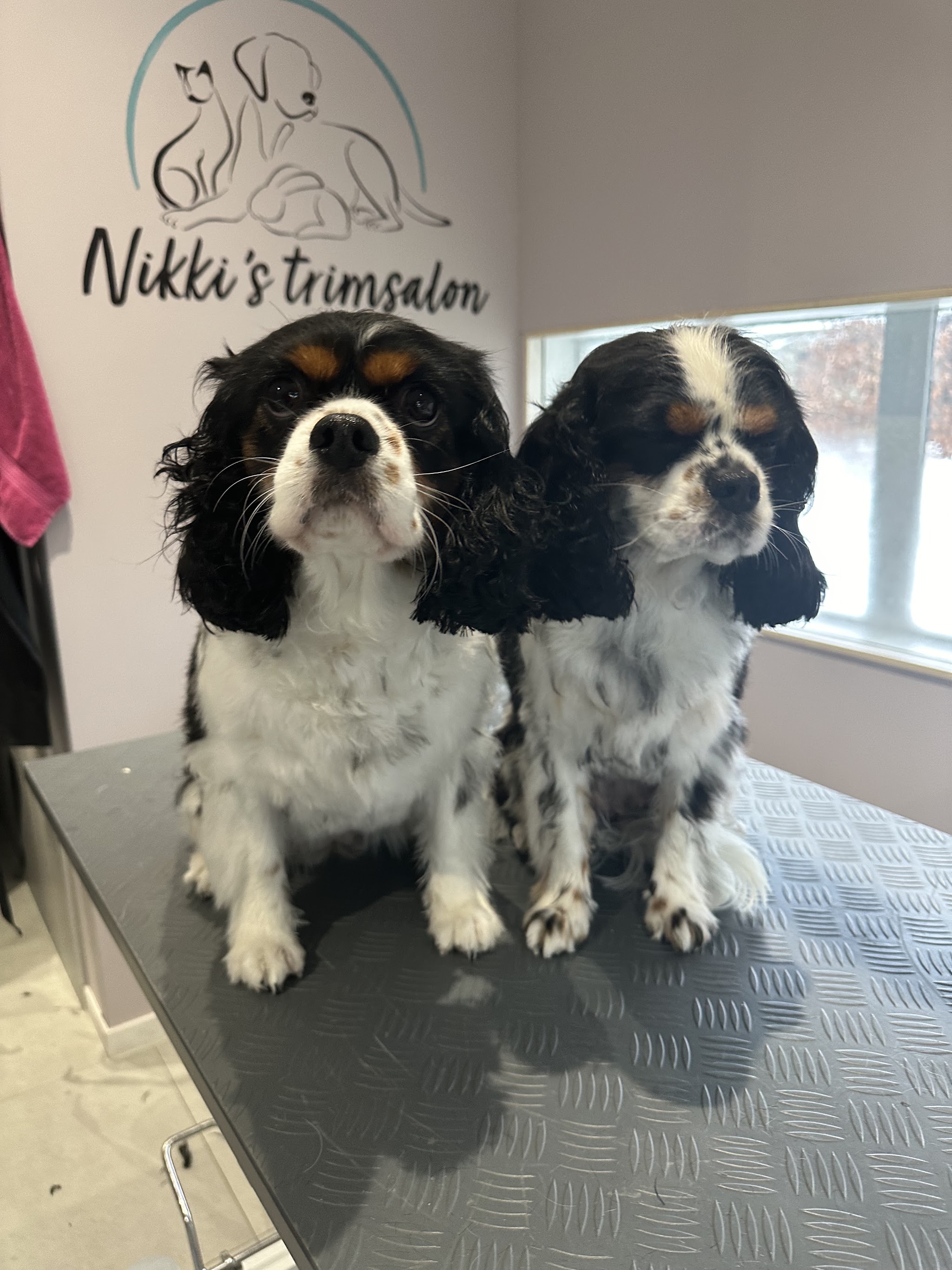 Twee pas getrimde spaniëls zitten naast elkaar op de trimtafel, met het logo van Nikki's trimsalon op de muur