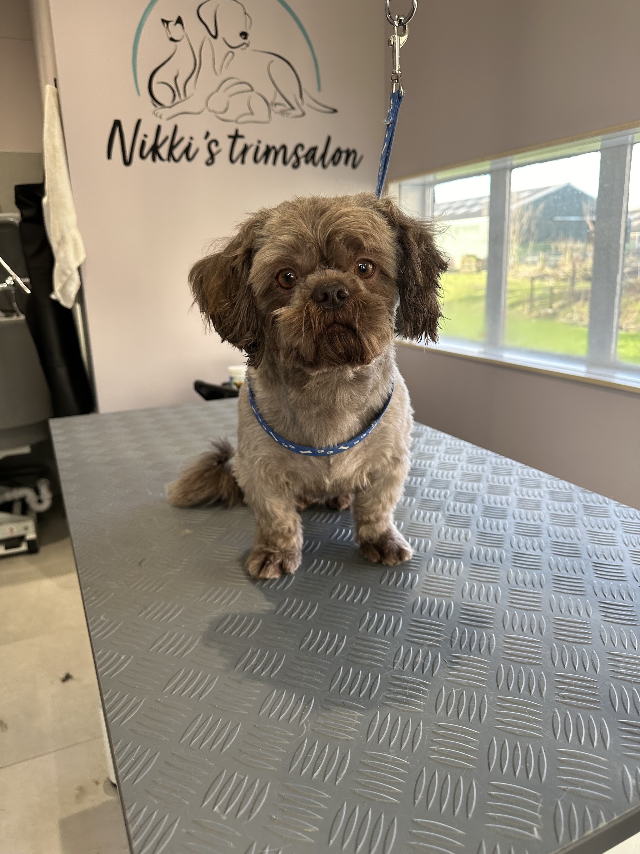 Een getrimd bruin hondje met een blauw halsbandje zit op de trimtafel
