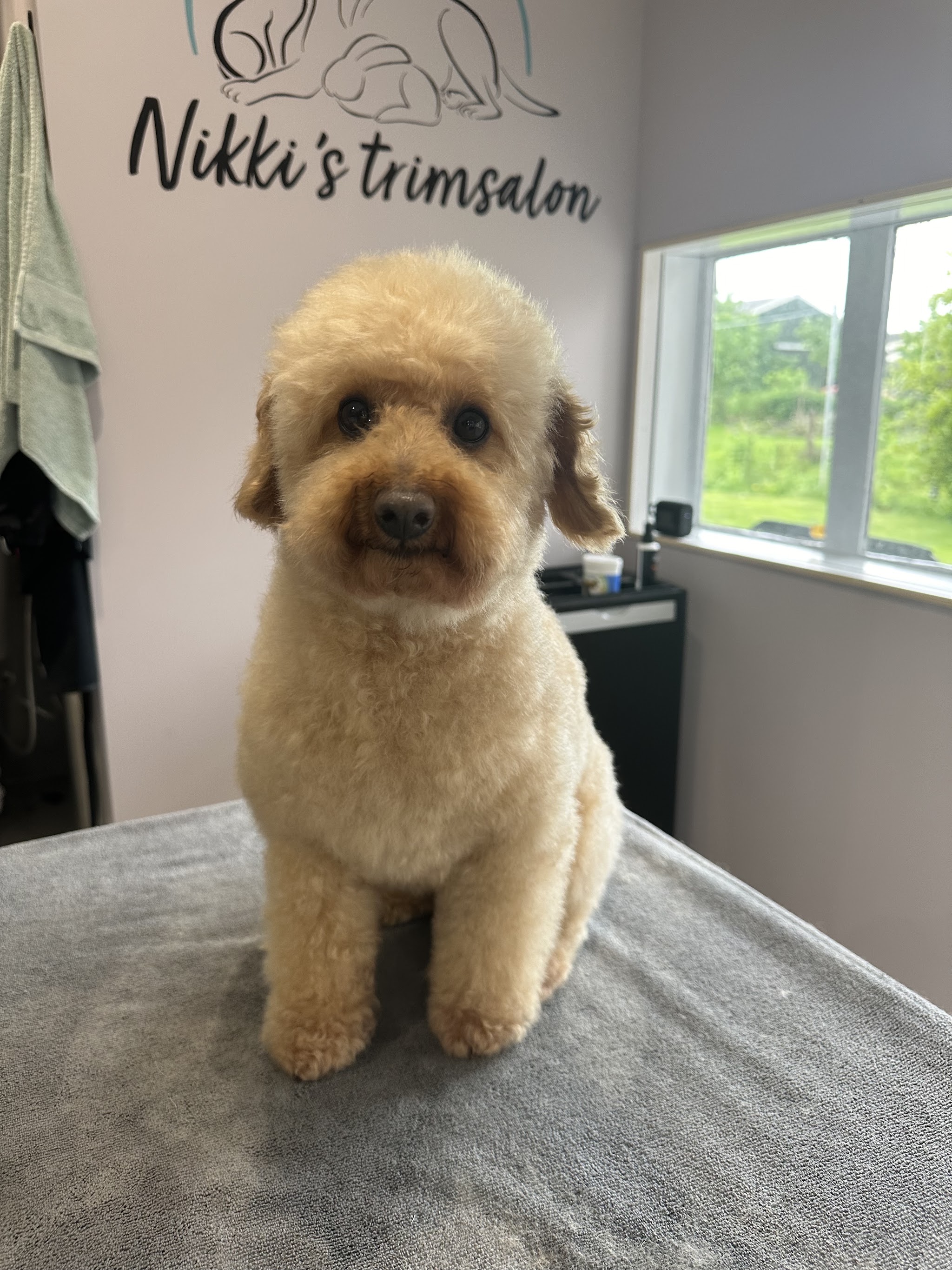Een rond getrimd abrikooskleurig hondje zit op de trimtafel voor het raam