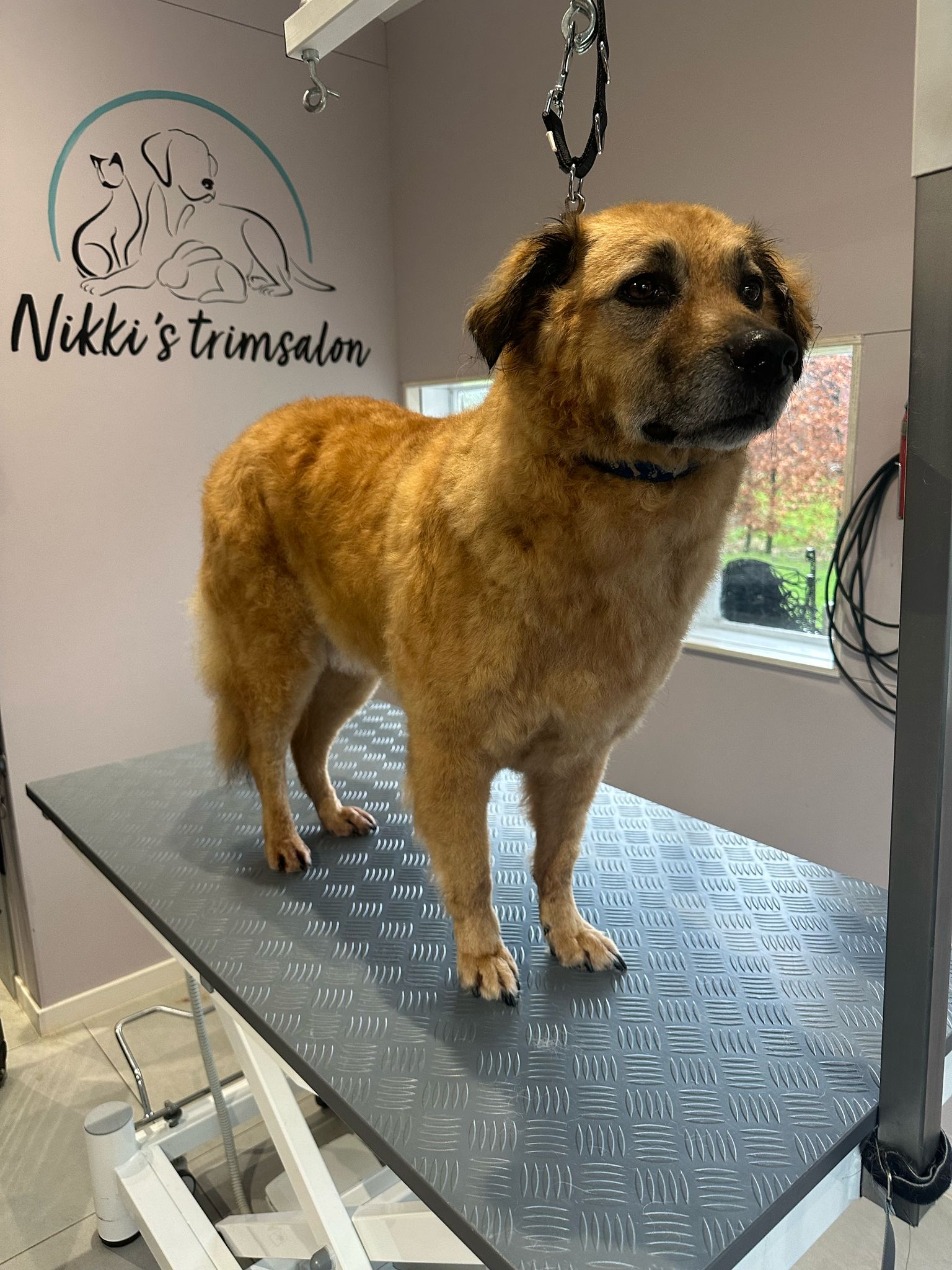 Een getrimde goudbruine hond staat op de trimtafel onder het logo van Nikki's trimsalon